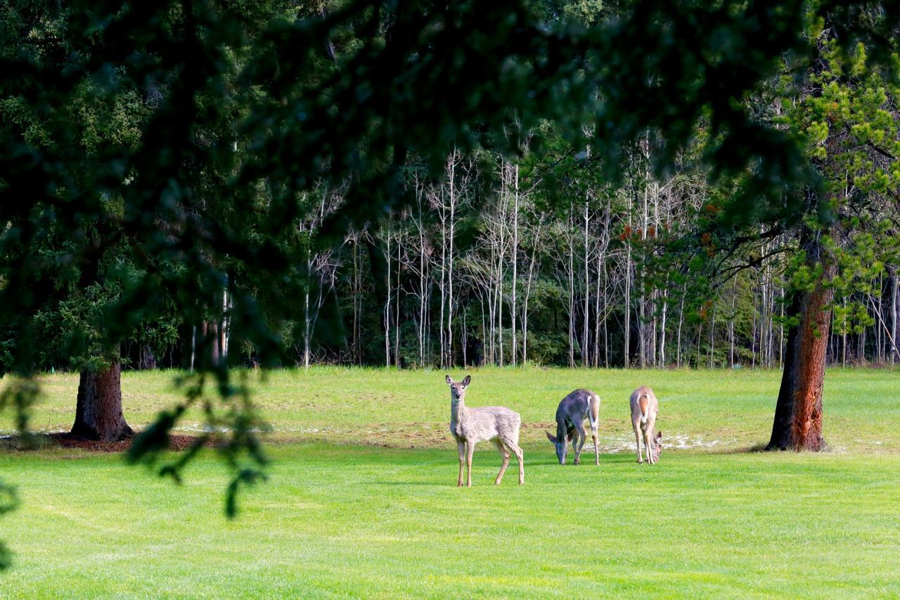 Sleepy Creek Country Manor Bed and Breakfast Bragg Creek Exteriör bild